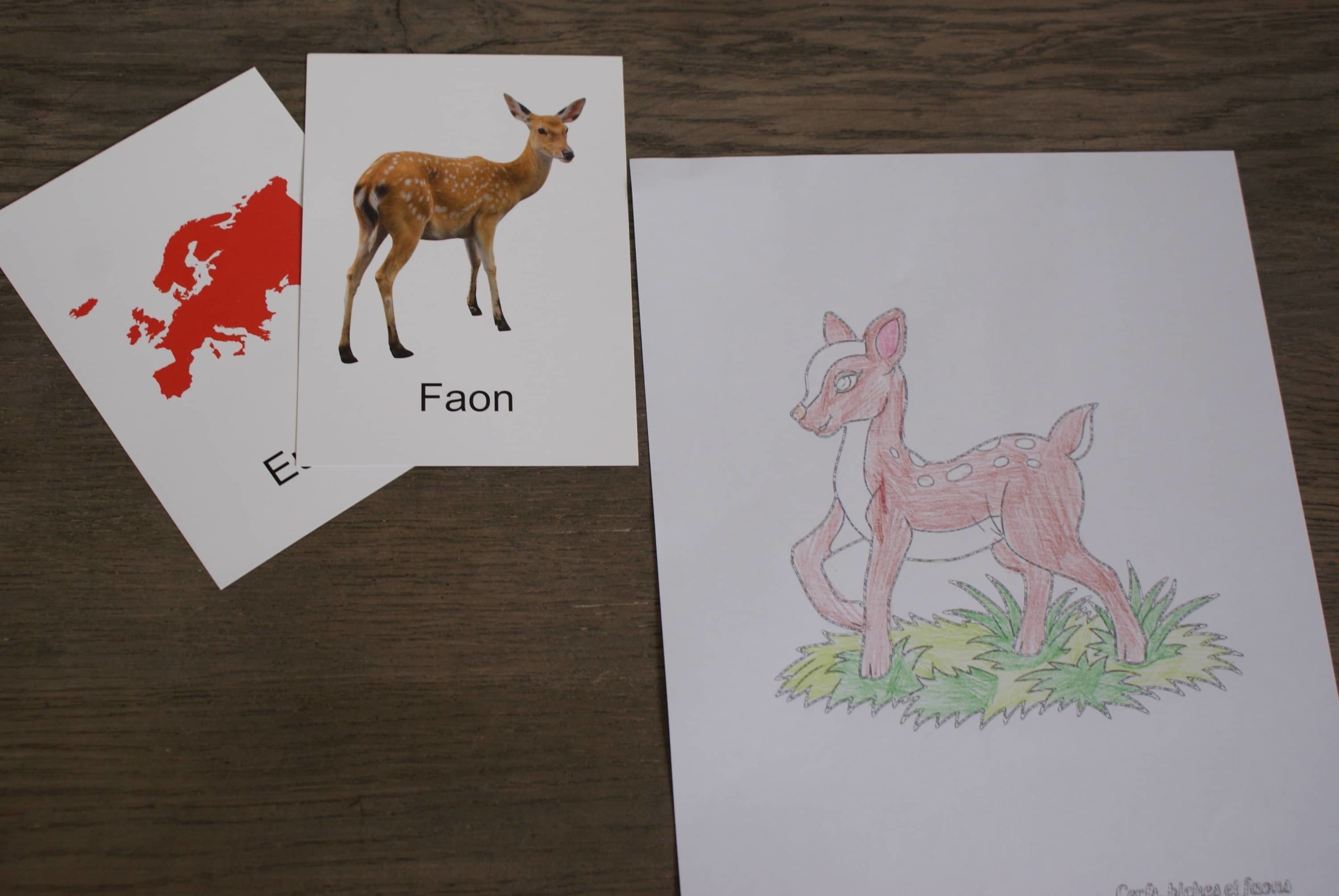 Animaux du Monde Montessori - MaMontessoriBox