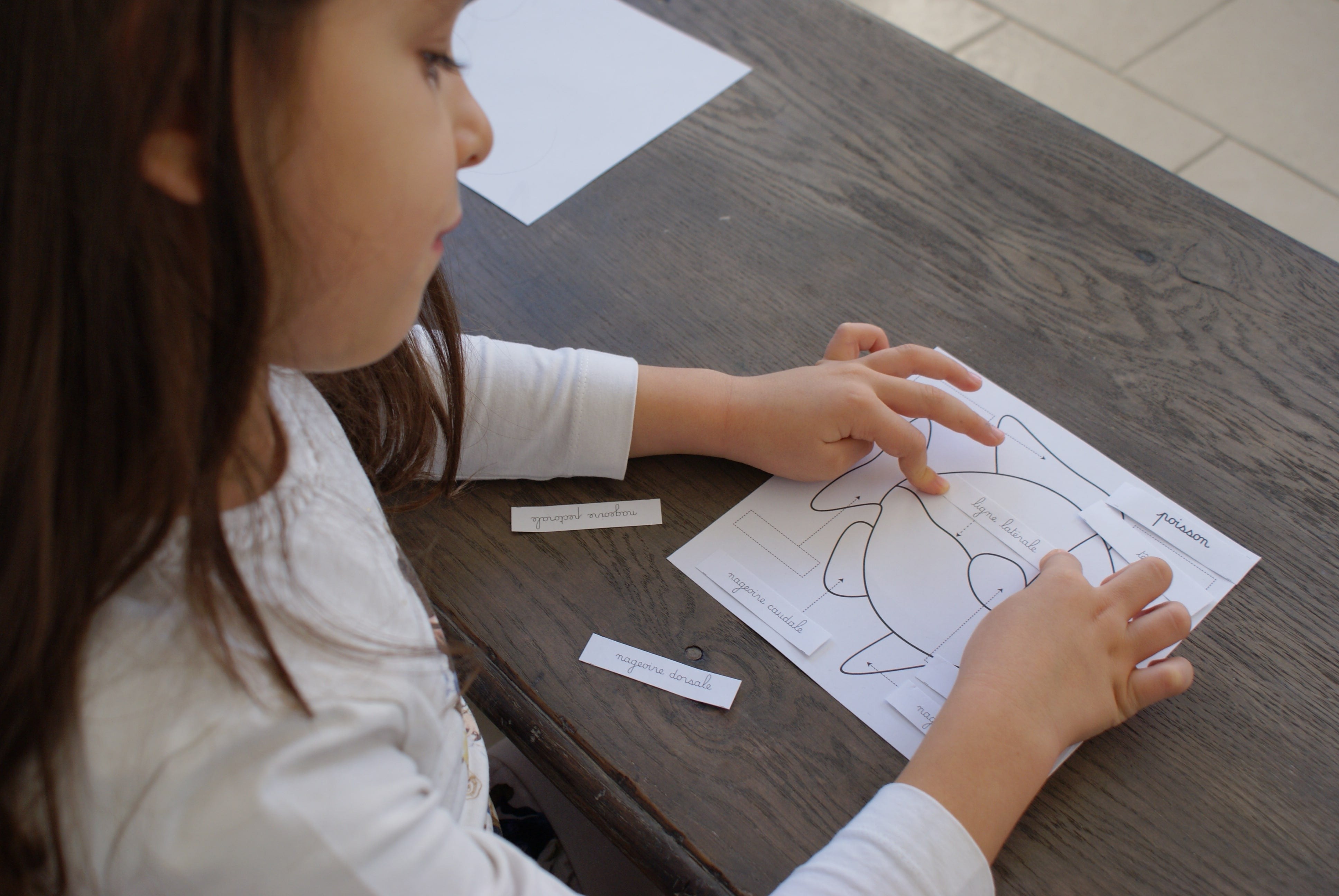 Puzzle du Poisson Montessori - Zoologie - MaMontessoriBox