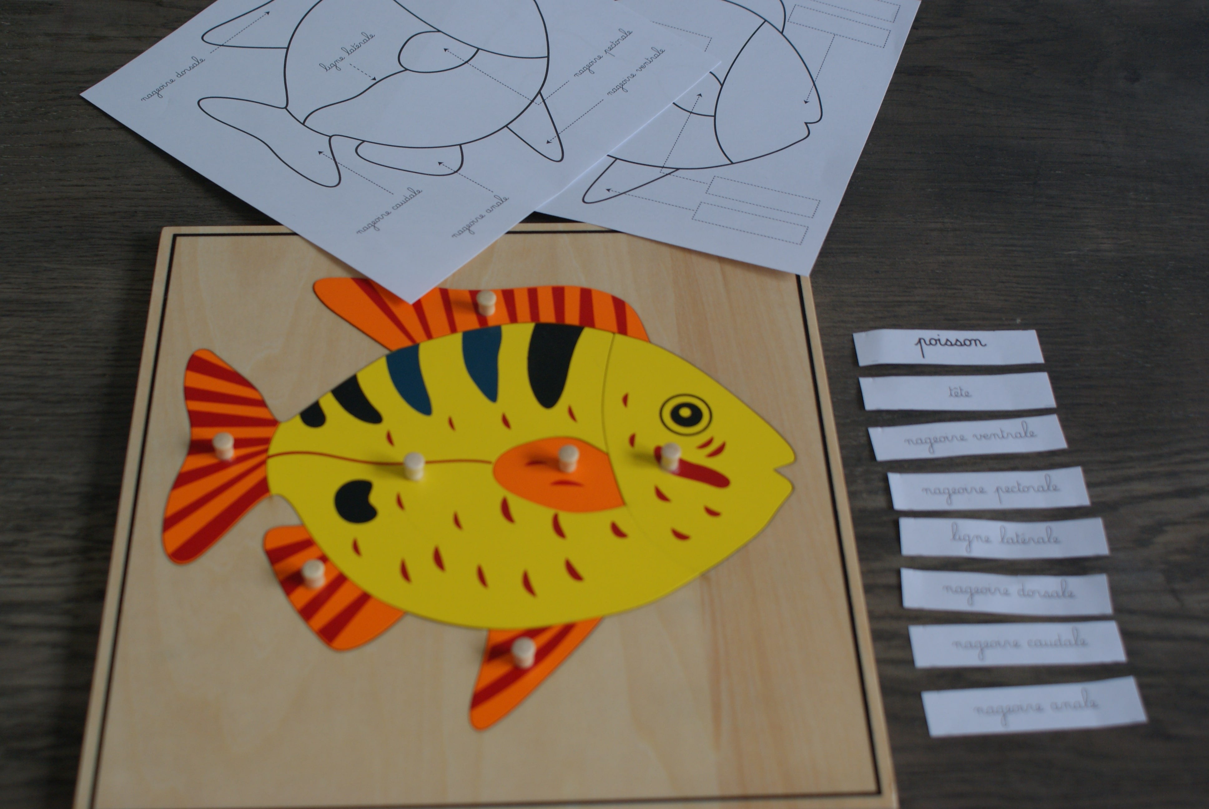 Puzzle du Poisson Montessori - Zoologie - MaMontessoriBox